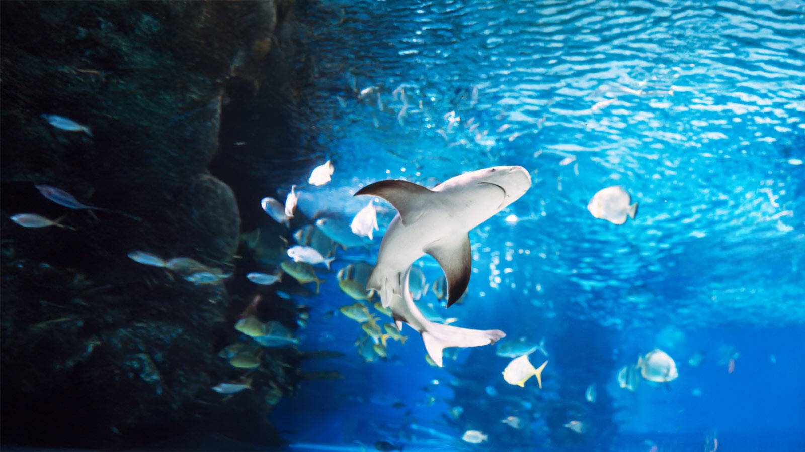 seaquarium